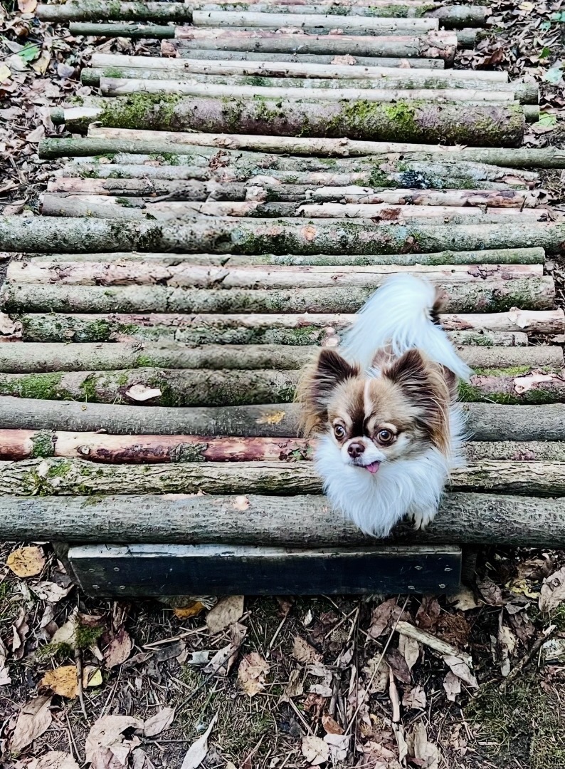 Charlie sitting on a wooden log boardwalk surrounded by autumn leaves, looking up