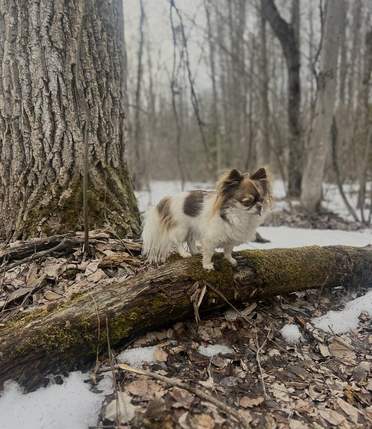 Charlie standing on a mossy fallen log in a snowy winter forest