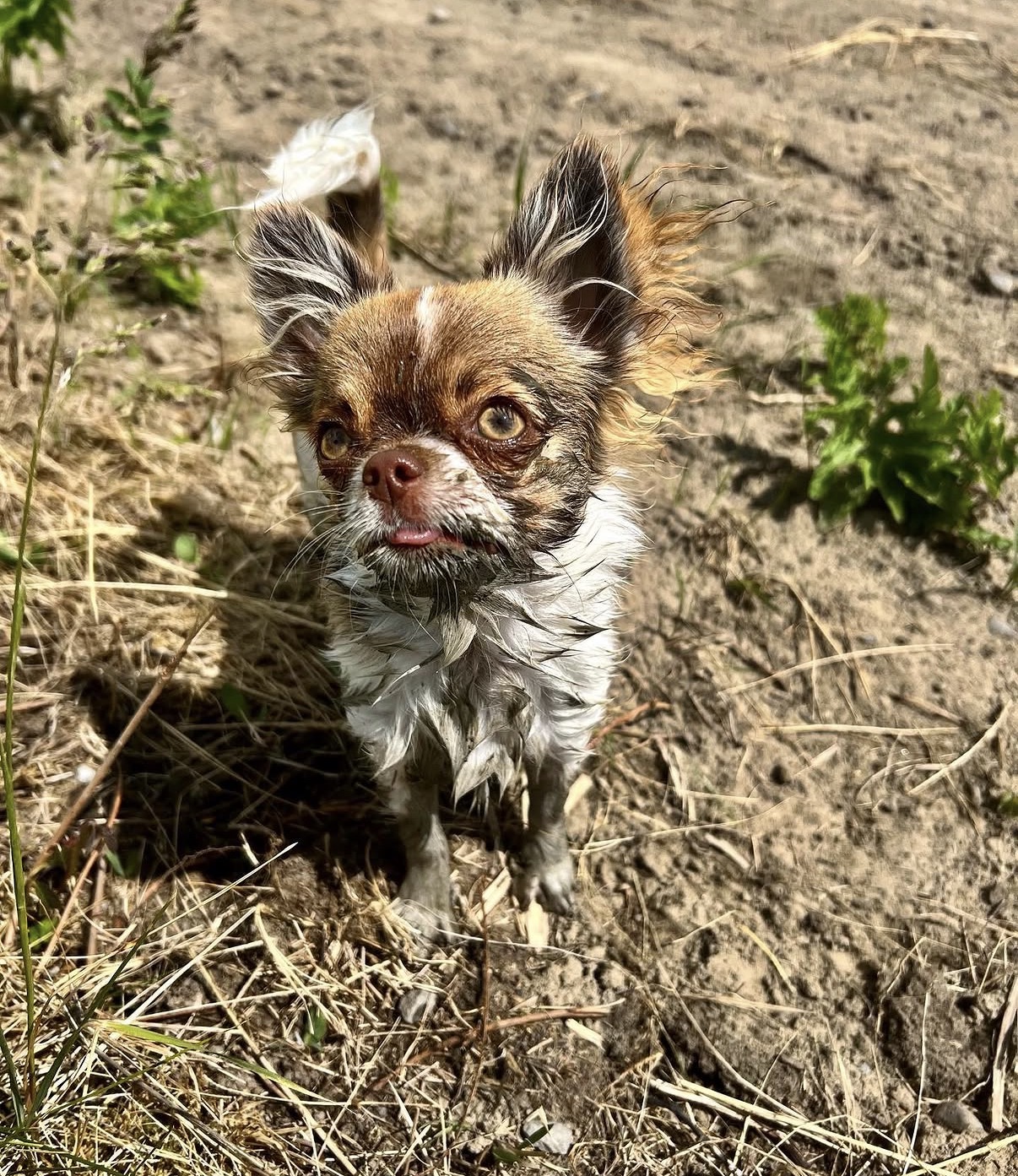 Charlie, a long-haired chihuahua, looking up at the camera on a sunny dirt trail