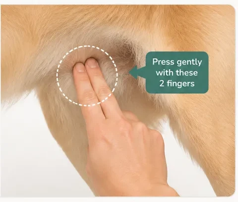 Two fingers pressed gently against the inner thigh of a dog to feel the pulse.