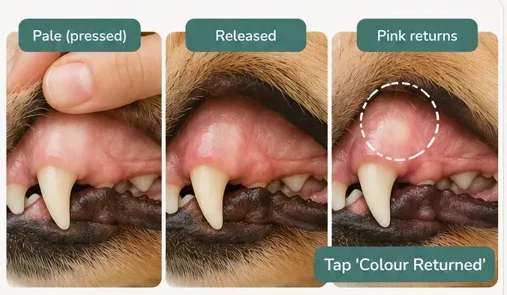 Three photos showing a pale gum spot slowly returning to pink.